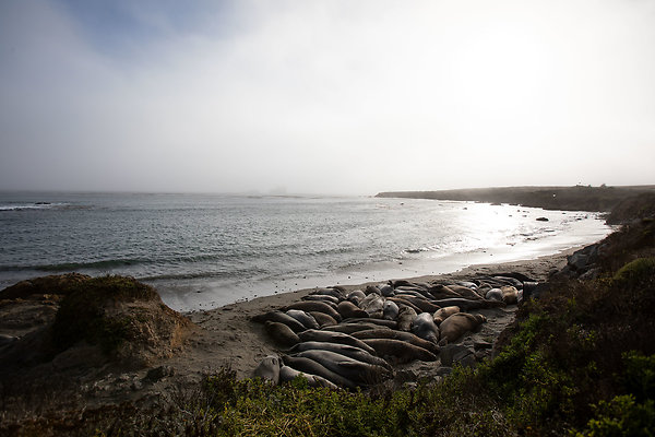 elephant seal vista point san simeon cambria