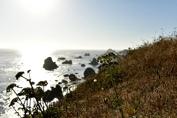 DSC 8915