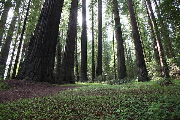 bowman grove