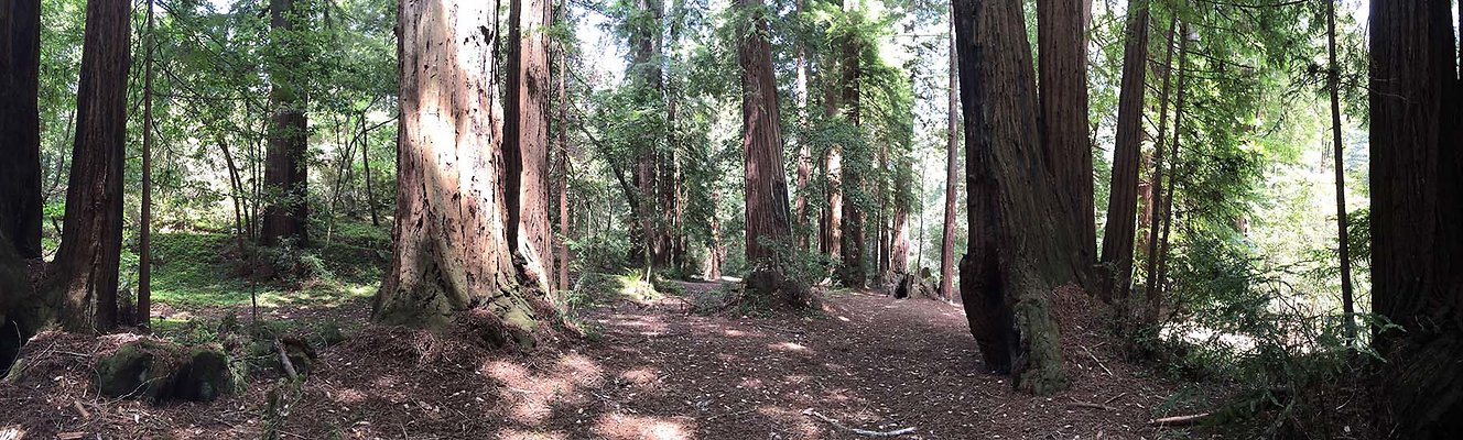homestead forest