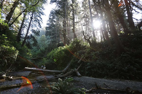 fern canyon