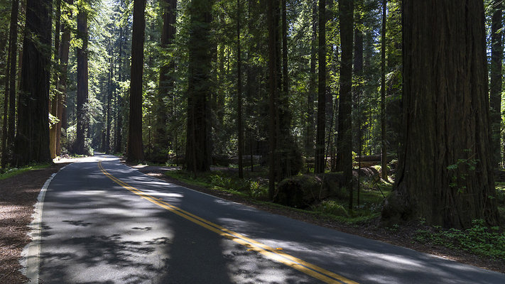 avenue of the giants