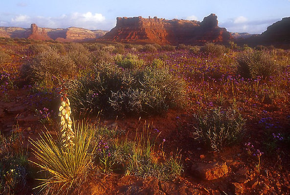 Valley Of The GODS 002 - 1006 Top of the World 

Listing - Allison Templin