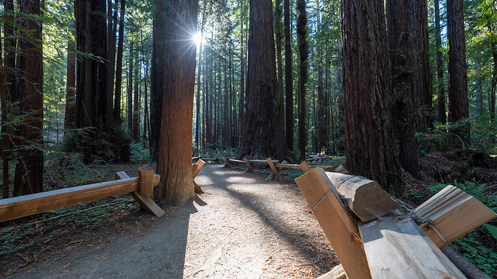 armstrong redwood preserve