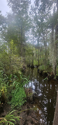 honey island swamp