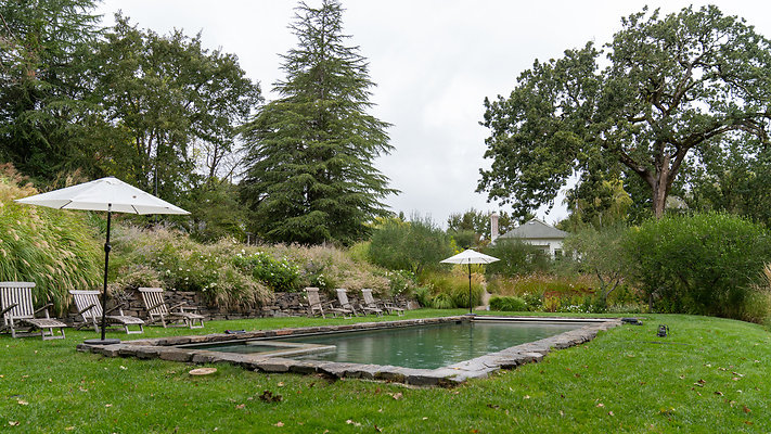 olive oaks