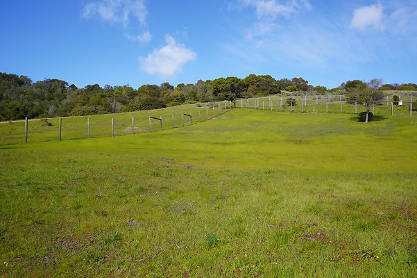 Pheasant - San Rafael
