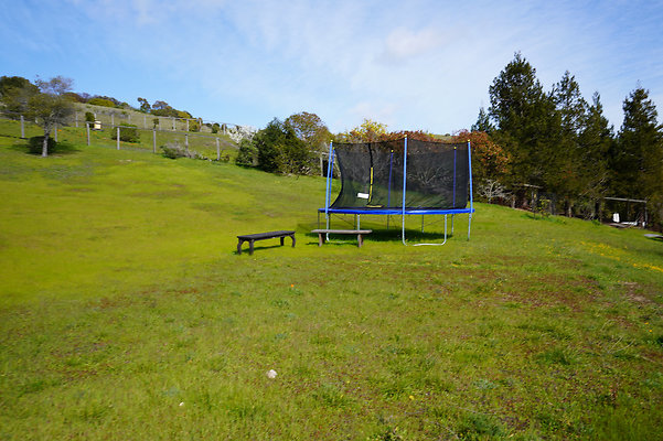 pheasantsanrafael - 2 pheasantsanrafael - 2