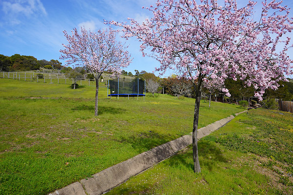 pheasantsanrafael - 74 pheasantsanrafael - 74