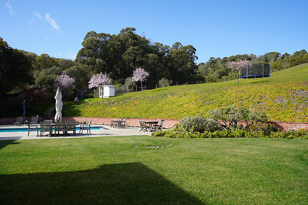 pheasantsanrafael - 79 pheasantsanrafael - 79