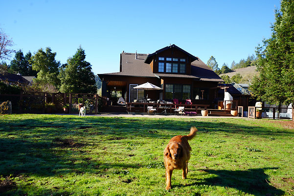 Wild Iris - San Geronimo