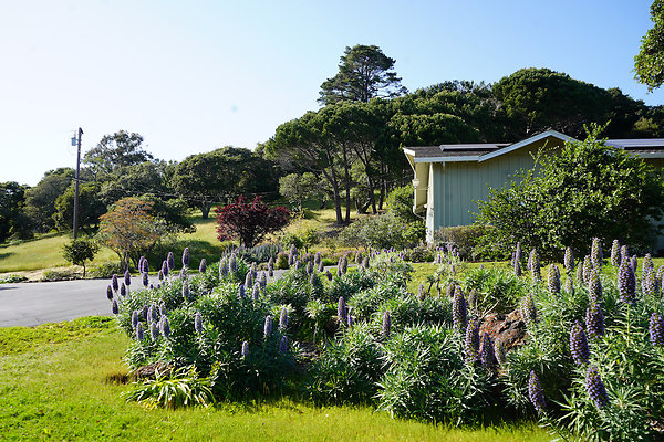 dellwoodsanrafael - 4