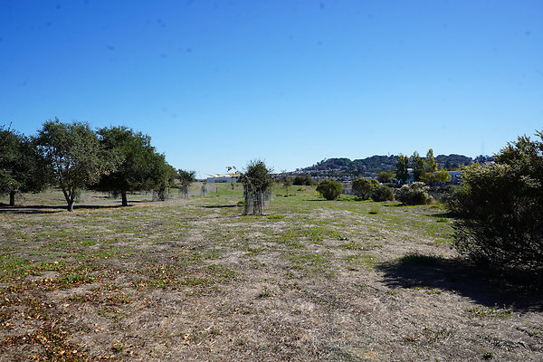 petalumariverpark - 15 petalumariverpark - 15