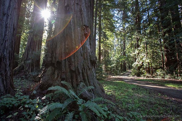 homestead forest homestead forest