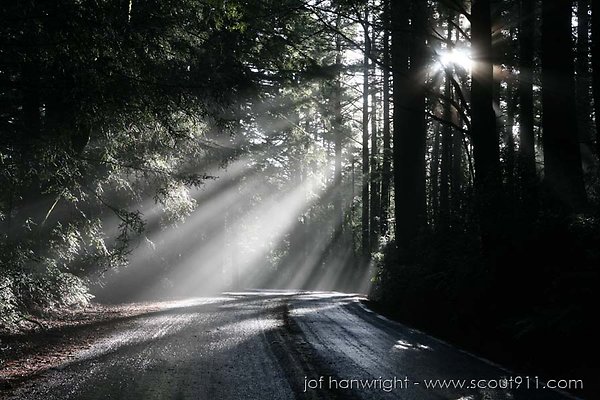 mt tamalpais trees mt tamalpais trees