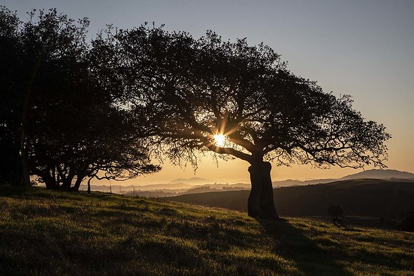 tresch ranch tresch ranch