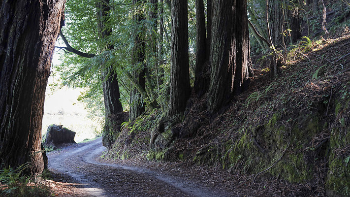 forest road