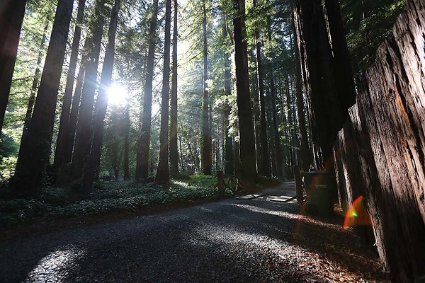 ravella forest ravella forest