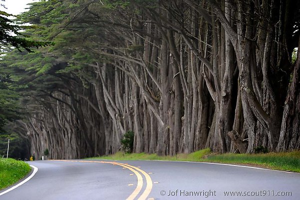 hwy 1 mendocino tree tunnel hwy 1 mendocino tree tunnel