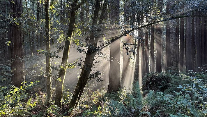 jackson demonstration forest mendocino jackson demonstration forest mendocino