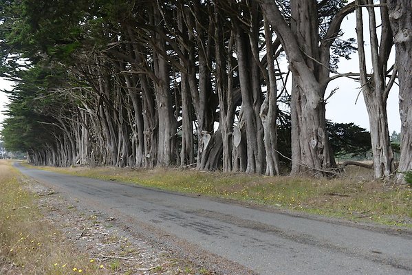 curley lane curley lane