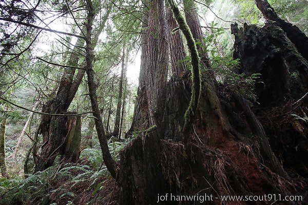 IMG 3491 - All rights reserved. Any use or reproduction only by written permission of owner. IMG 3491 - All rights reserved. Any use or reproduction only by written permission of owner.