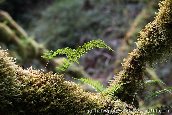 IMG 3448 - All rights reserved. Any use or reproduction only by written permission of owner. IMG 3448 - All rights reserved. Any use or reproduction only by written permission of owner.